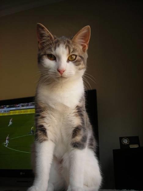 Huskat Daisy billede 1