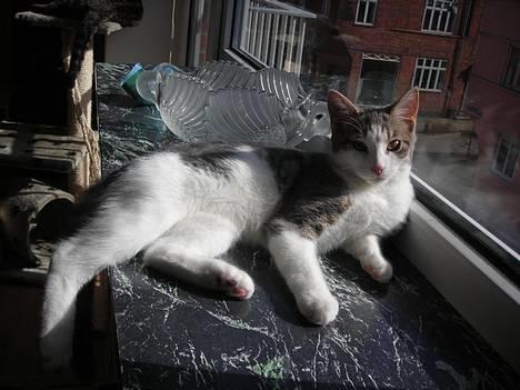 Huskat Daisy billede 2