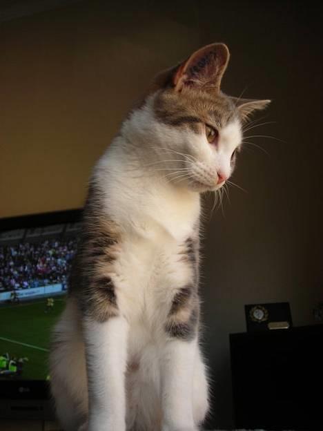 Huskat Daisy billede 3