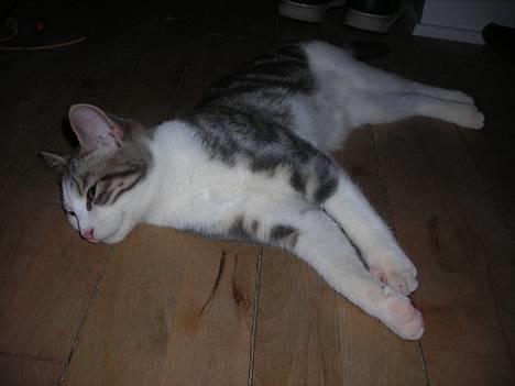 Huskat Daisy - Puha det er godt nok hårdt at jage plastik-mus... billede 4