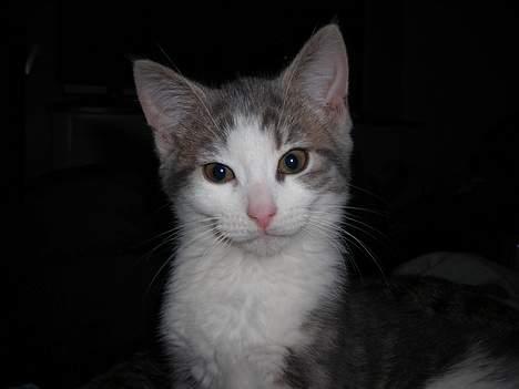 Huskat Daisy billede 5