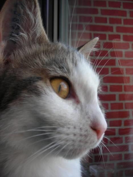 Huskat Daisy - Close-up billede 6