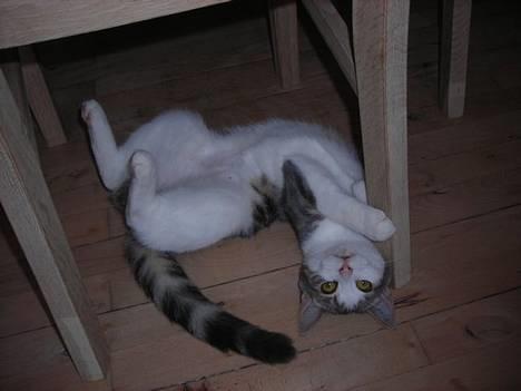 Huskat Daisy - Hvad?? Jeg er da ikke sær! billede 7