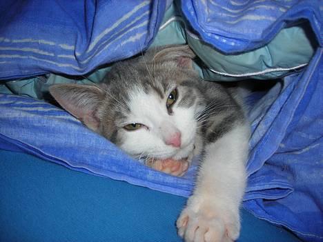 Huskat Daisy - Ah det var rart med en lur under dynen billede 8