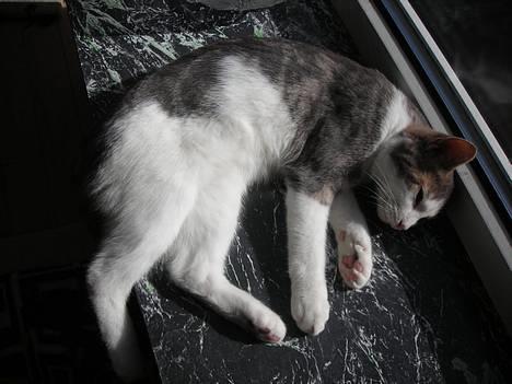 Huskat Daisy billede 9