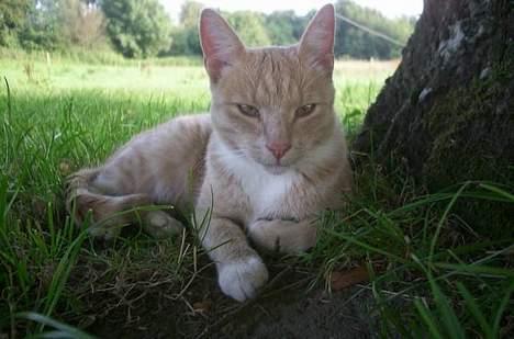 Blanding af racer Pjok  - Dejlige Pjok i haven ! billede 1