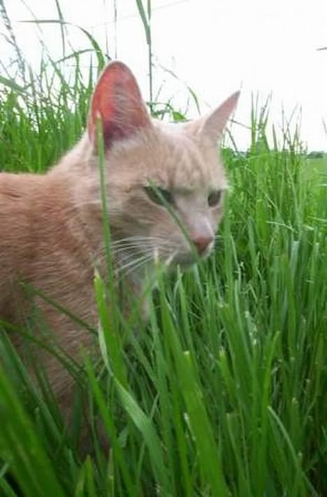 Blanding af racer Pjok  - Gammelt billede af ham..  billede 2