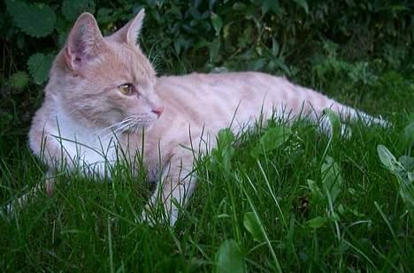 Blanding af racer Pjok  - Pjok i haven da vi boede i Hornslet.  billede 3