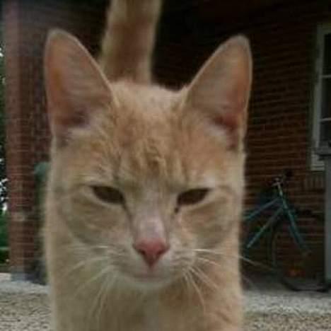 Blanding af racer Pjok  - Sødt ;b  billede 4