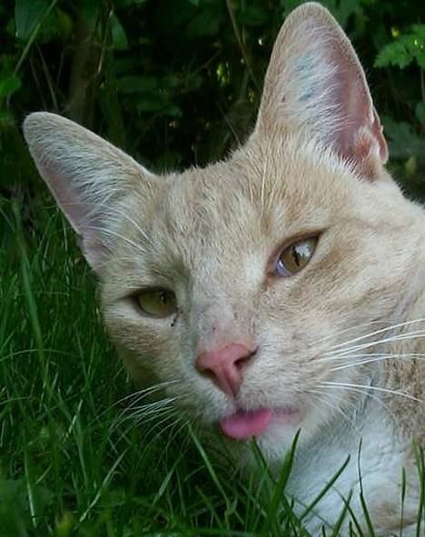 Blanding af racer Pjok  - hehe :-P  billede 5