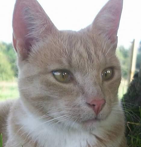 Blanding af racer Pjok  billede 6