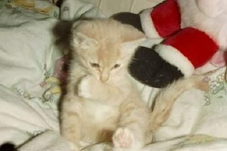 Blanding af racer Pjok  - Kort efter han "vågnede"  billede 7