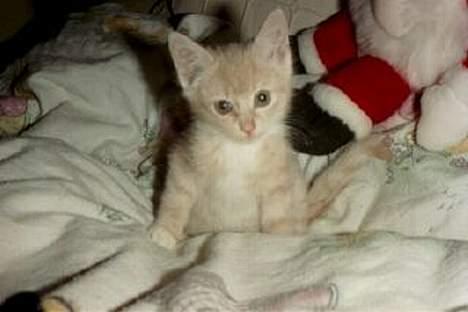 Blanding af racer Pjok  - En MEGET lille Pjok  billede 8