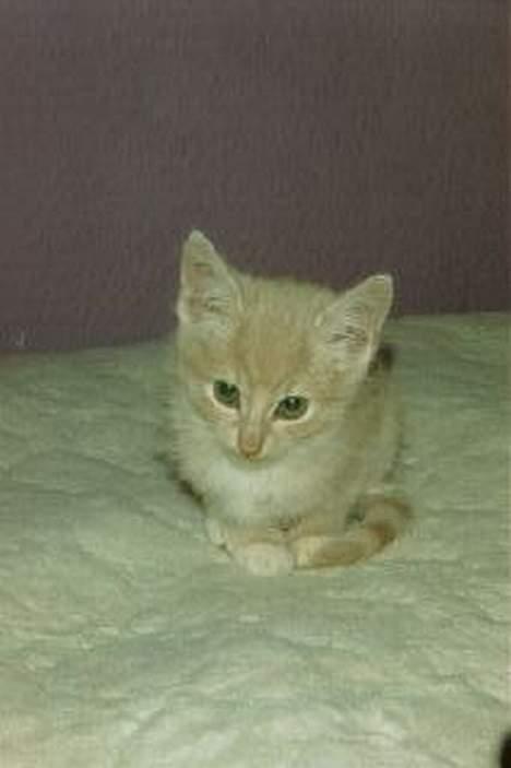 Blanding af racer Pjok  - Lige vågnet.. Sidder på det varmetæppe ham lå rullet ind i, i et døgn halv-død,  billede 9