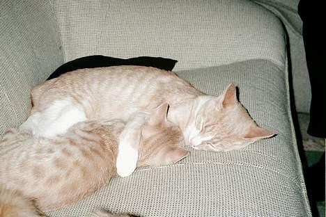 Blanding af racer Pjok  - Mig og min bedste ven Mickie.. Det er mig den lille :b  billede 10