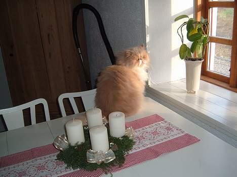 Perser William billede 3