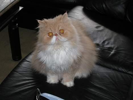 Perser William billede 4