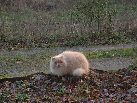 Perser William billede 5