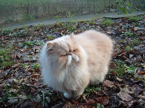 Perser William billede 6