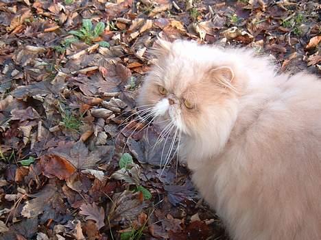 Perser William billede 7