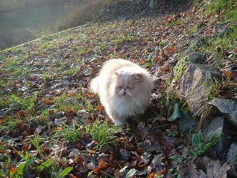 Perser William billede 8