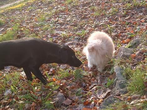 Perser William billede 9