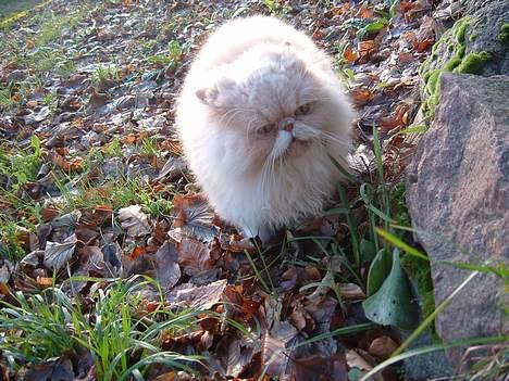 Perser William billede 10