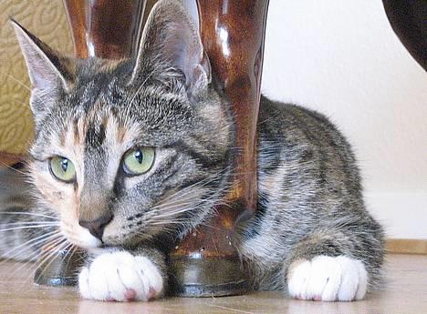 Huskat Nala - Nala<3 billede 1