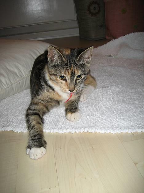 Huskat Nala billede 2