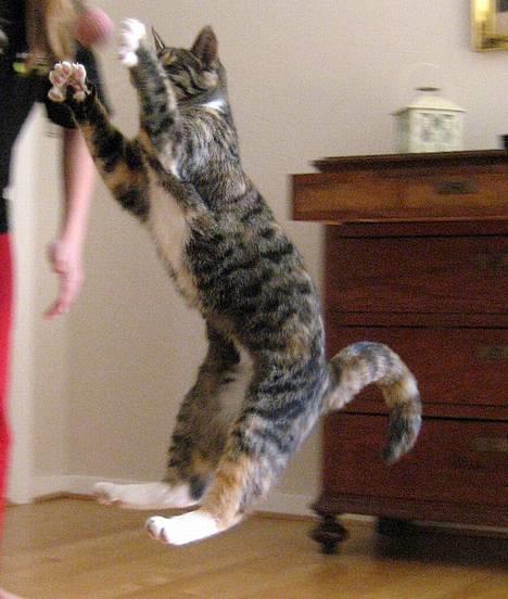 Huskat Nala billede 4