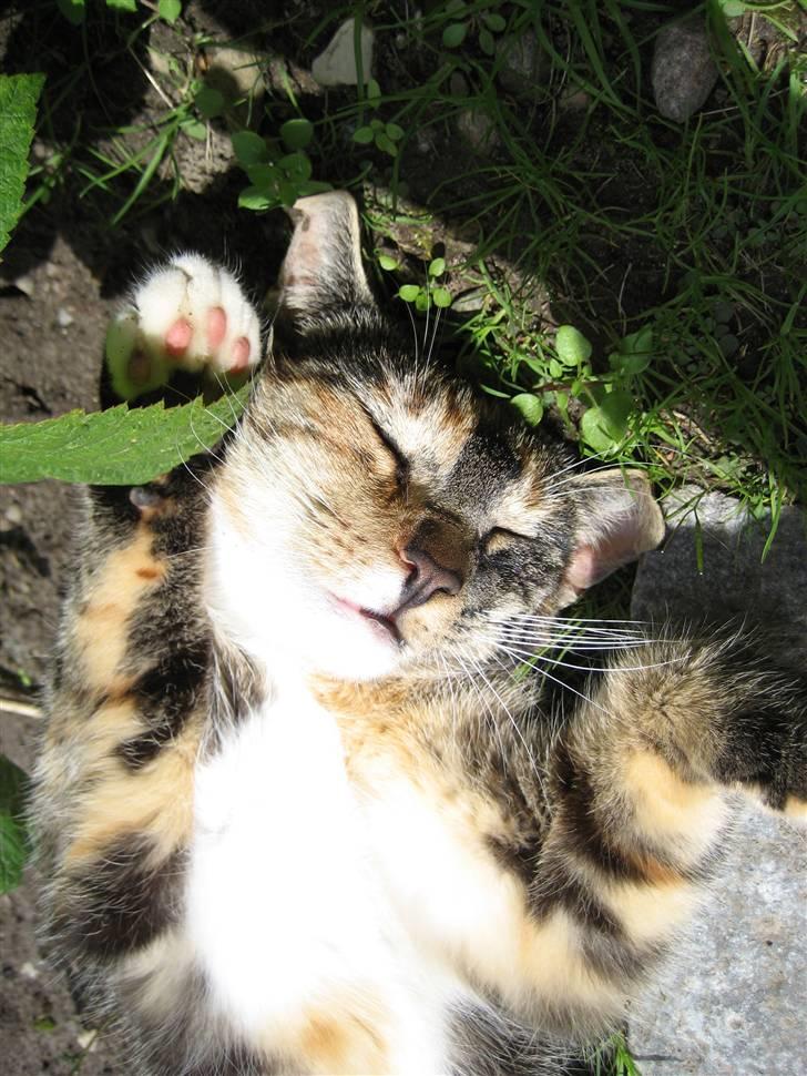 Huskat Nala - Årh det er skønt og ligge her :) billede 5