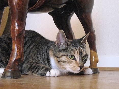 Huskat Nala - Det er da hyggeligt og ligge under en hest xD billede 6