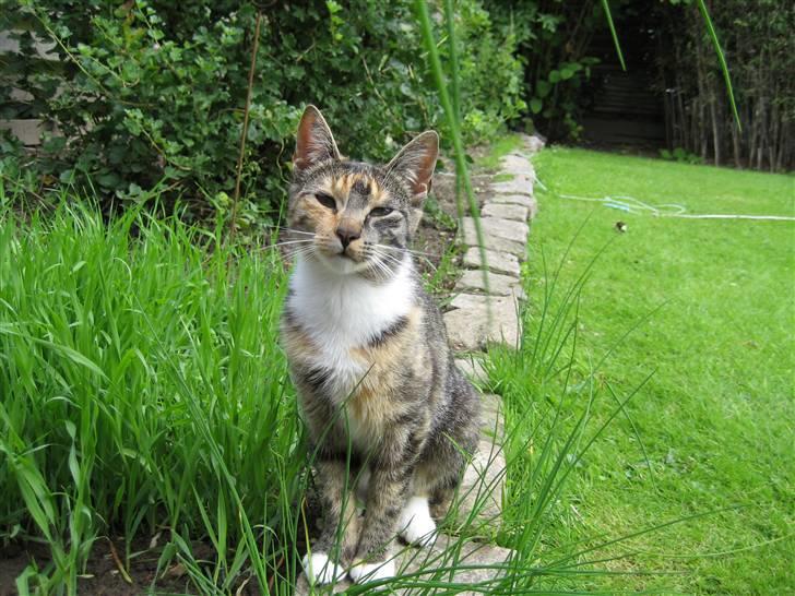 Huskat Nala - Bar fyr løs :P billede 7