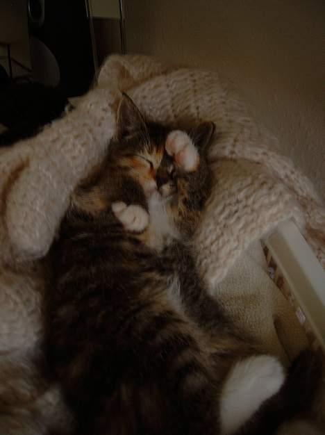 Huskat Nala billede 8