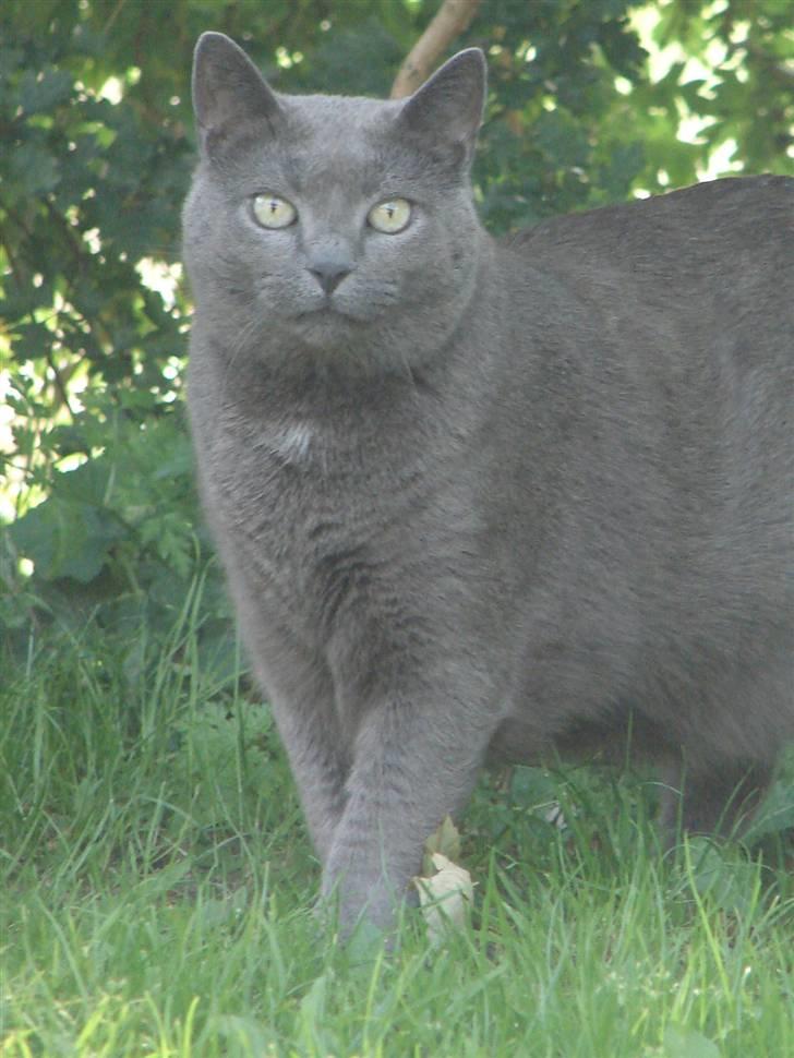 Huskat smukke billede 18