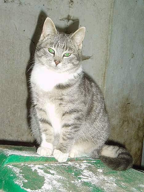 Blanding af racer Mitsi <3 - Hej =} Og velkommen til min profil billede 1