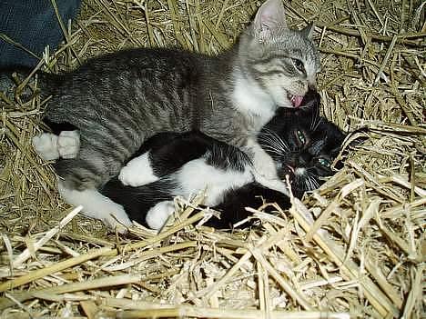 Blanding af racer Mitsi <3 - Mig og min nu døde bror =;( billede 2