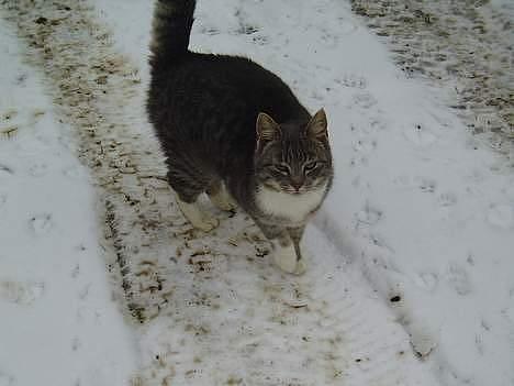 Blanding af racer Mitsi <3 - Uhh det er koldt udenfor  billede 3