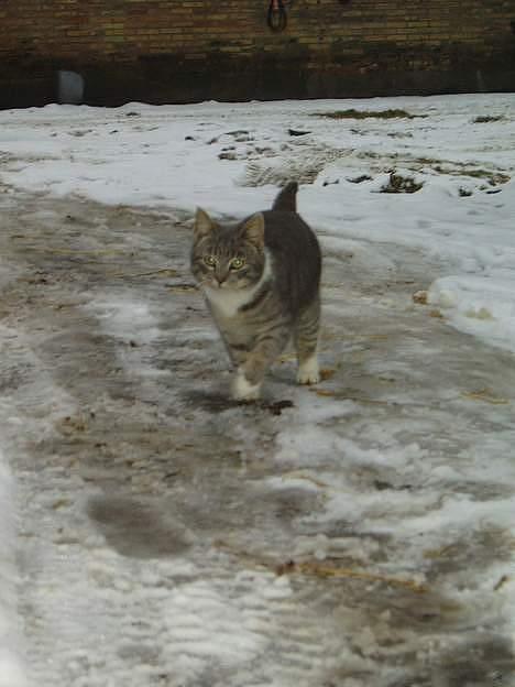 Blanding af racer Mitsi <3 - Jeg skunder mig lii ind billede 4