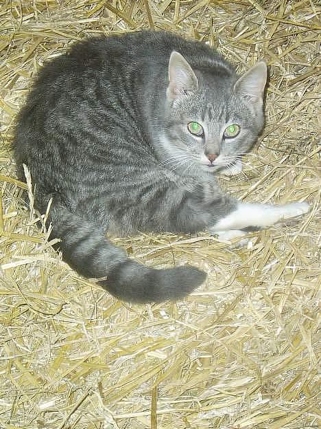 Blanding af racer Mitsi <3 - Heij billede 5