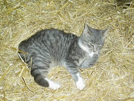 Blanding af racer Mitsi <3 - Aarh her ligger man godt  billede 6