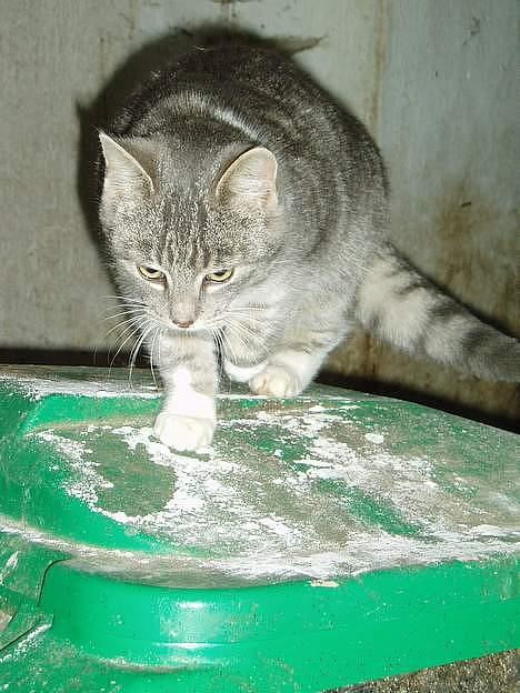 Blanding af racer Mitsi <3 - Nu vil jeg ned  billede 7