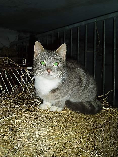 Blanding af racer Mitsi <3 - Heeij er jeg ik sød  billede 8