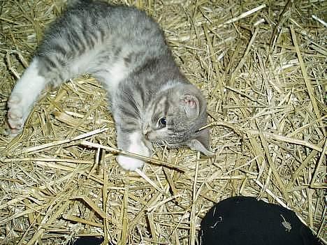 Blanding af racer Mitsi <3 - Mig som lille billede 9