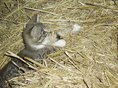 Blanding af racer Mitsi <3 - og igen billede 10