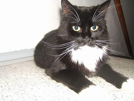 Huskat Fritzzen billede 2