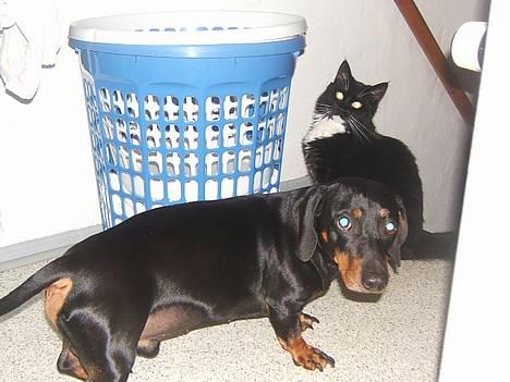 Huskat Fritzzen - Vi har da ikke lavet ballade.. Helt ærlig.. Hvad tror i om os? *Gg* billede 3