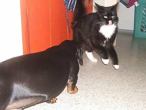 Huskat Fritzzen - Slurp.. *fnis* billede 4