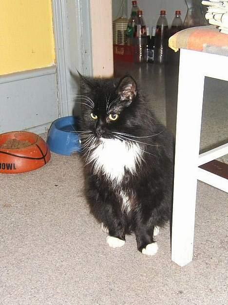 Huskat Fritzzen - Jeg er fiin ik? billede 5