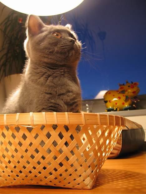 British Shorthair Alrune billede 10